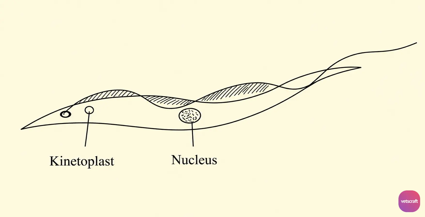 Morphology of Trypanosoma theileri