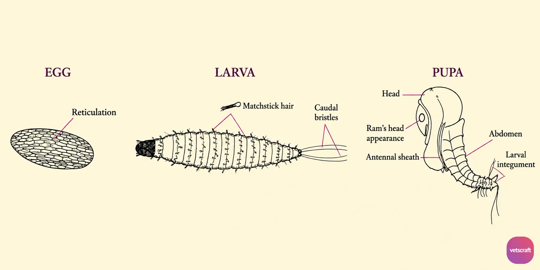 Morphology of the Egg, Larva, and Pupa of Phlebotomus (Sand Fly)