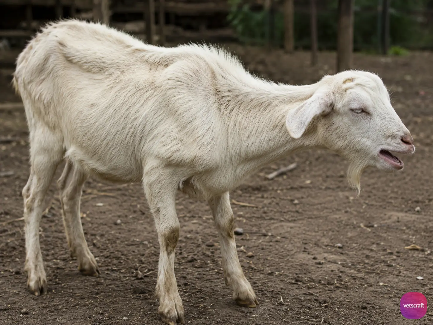Muellerius capillaris (Hair Lungworm of Sheep and Goats) Infection