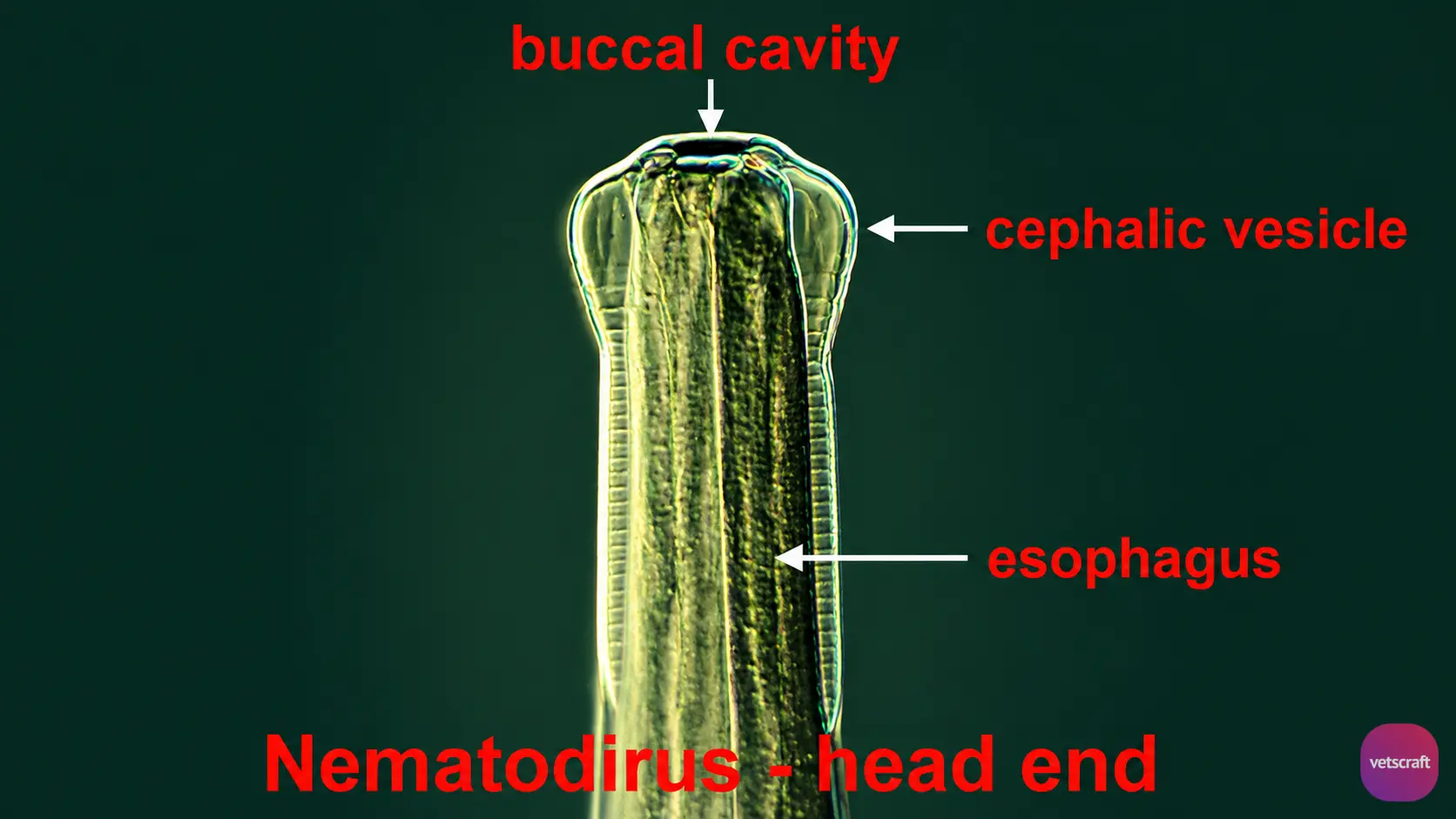 Nematodirus spathiger (Thread-Necked Strongyle Worm)