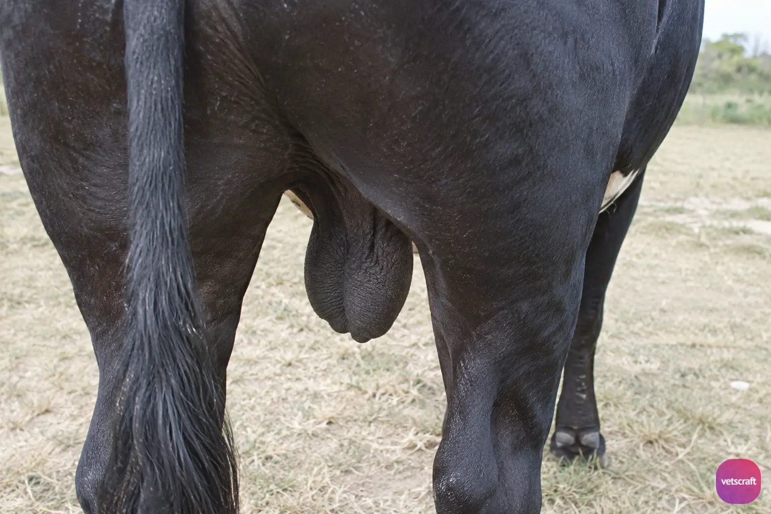 Normal Appearance of the Bull Scrotum