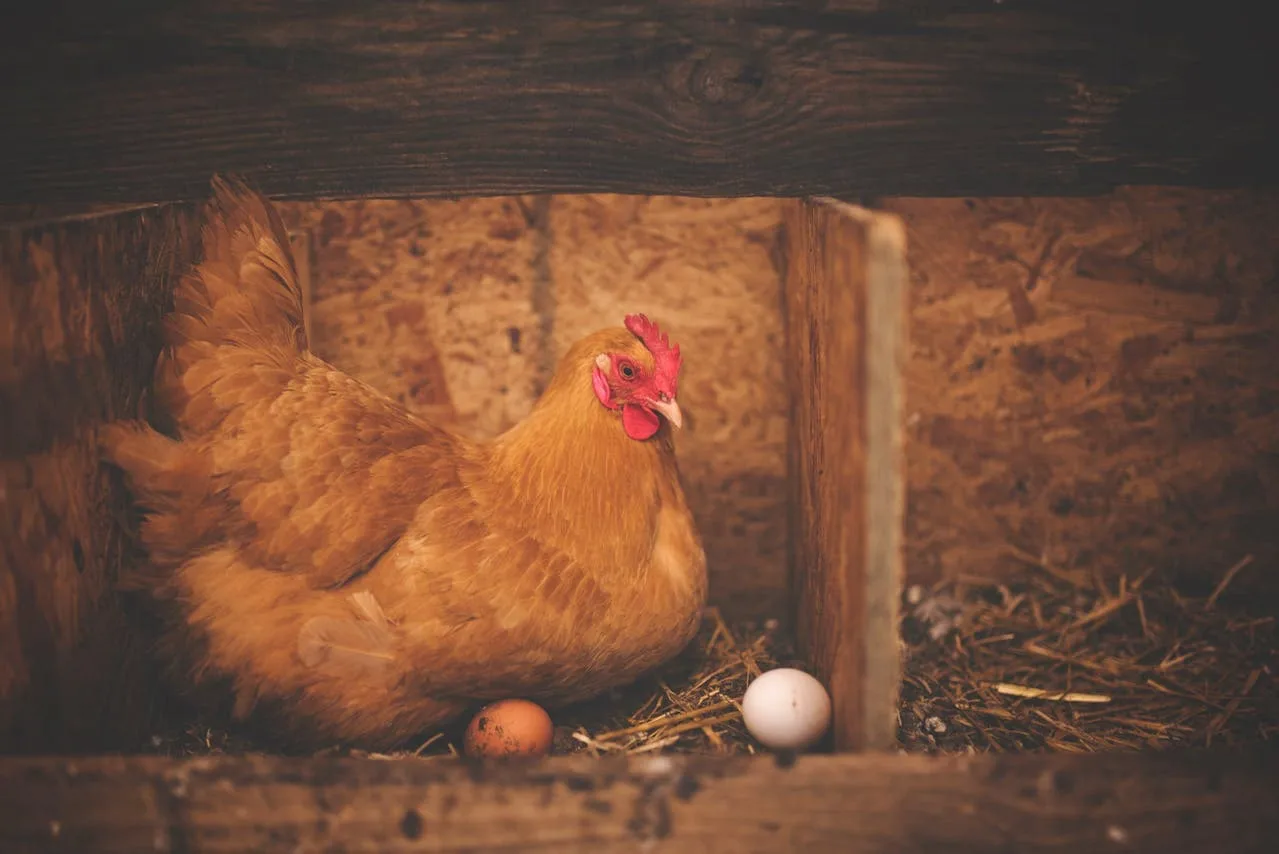 Ochratoxicosis in Poultry