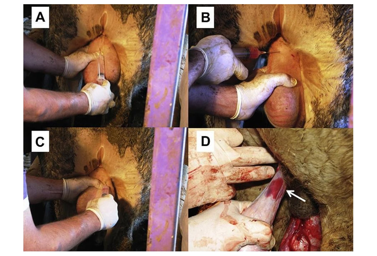Open Covered Method of Castration in Bulls (Surgical Castration)