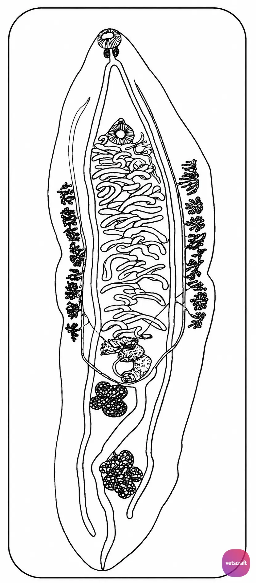 Opisthorchis (Liver Flukes)