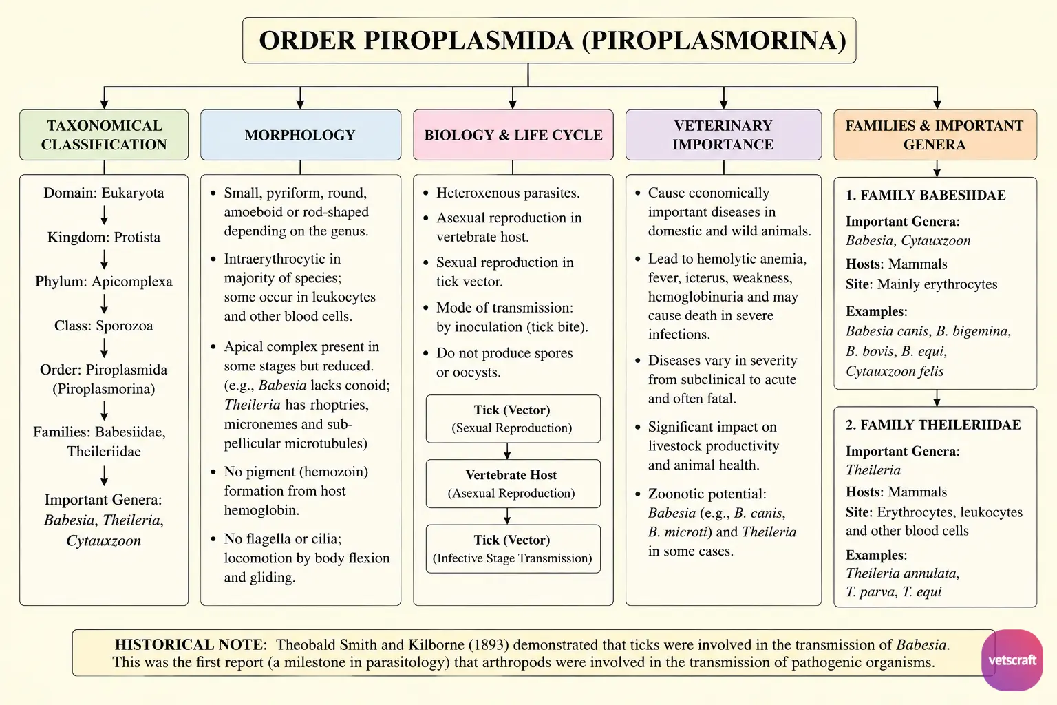 Order Piroplasmida (Piroplasmorina)