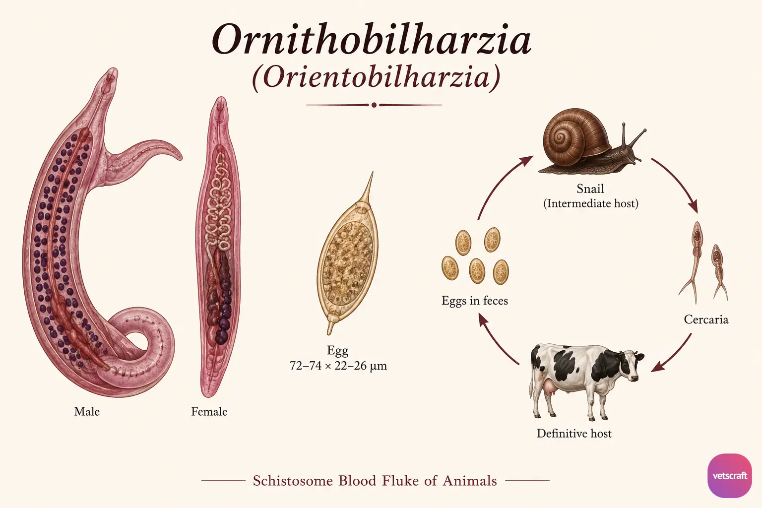 Ornithobilharzia (Orientobilharzia)