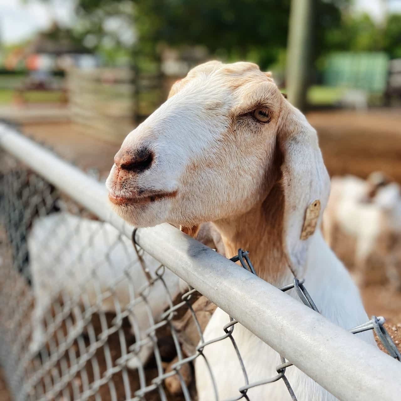 Osteochondrosis Disease (OCD) affected animal in a farm