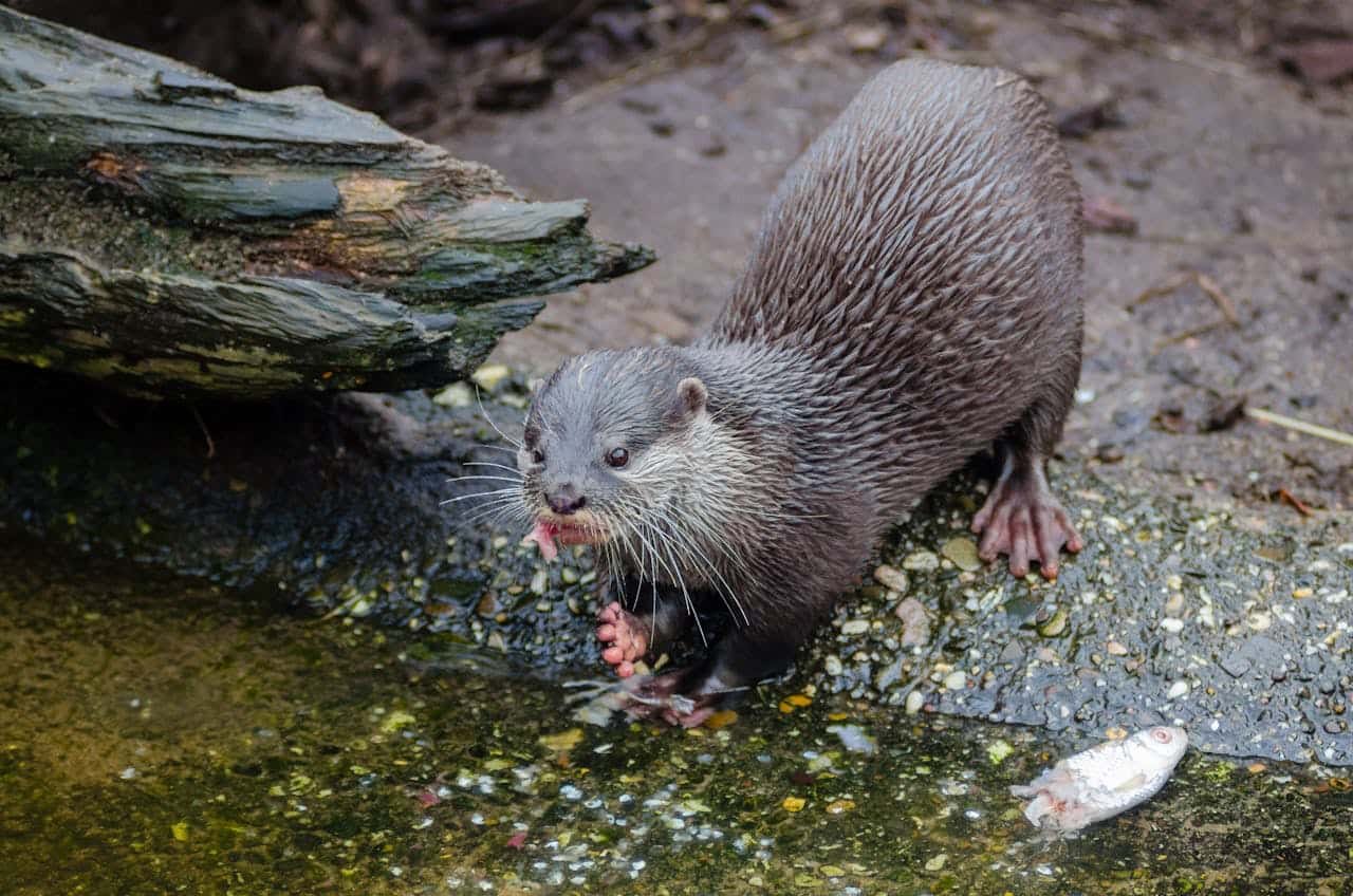 Otter