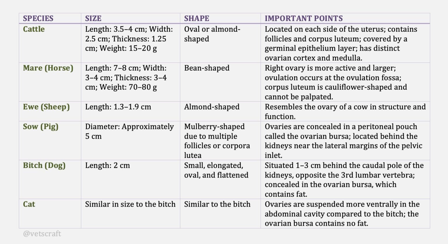 Ovaries of Animals | Cattle, Horse, Sheep, Goat, Pig, Dog and Cat