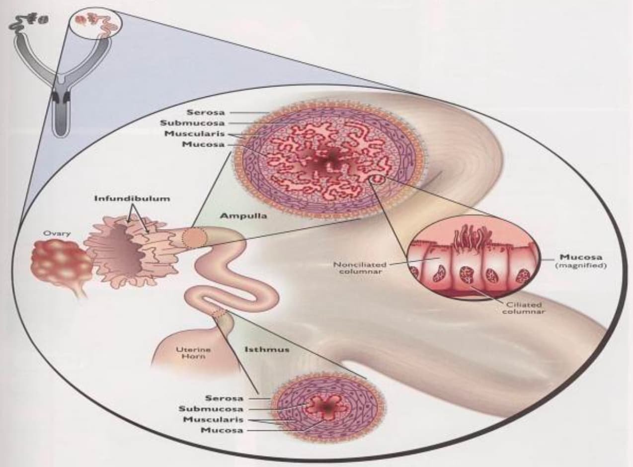 Oviduct (Egg tube) Role in Reproduction