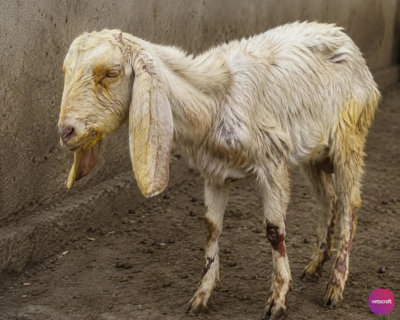 Ovine and Caprine Theileriosis (T. hirci and T. ovis cause malignant theileriosis)