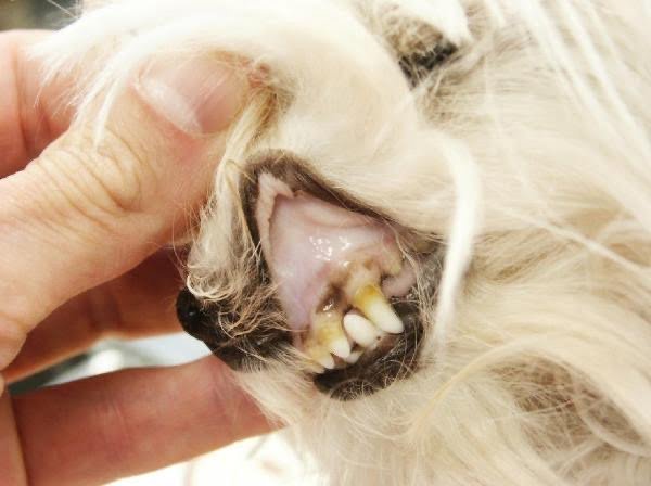 Pale mucus membrane in a dog showing Symptoms of various diseases in animals