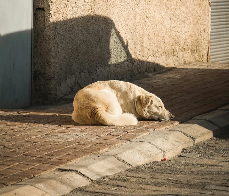 Pancreatitis - Inflammation of the Pancreas in a dog