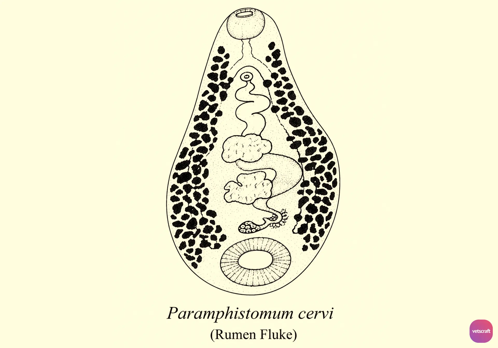 Paramphistomum cervi (P. gotoi)