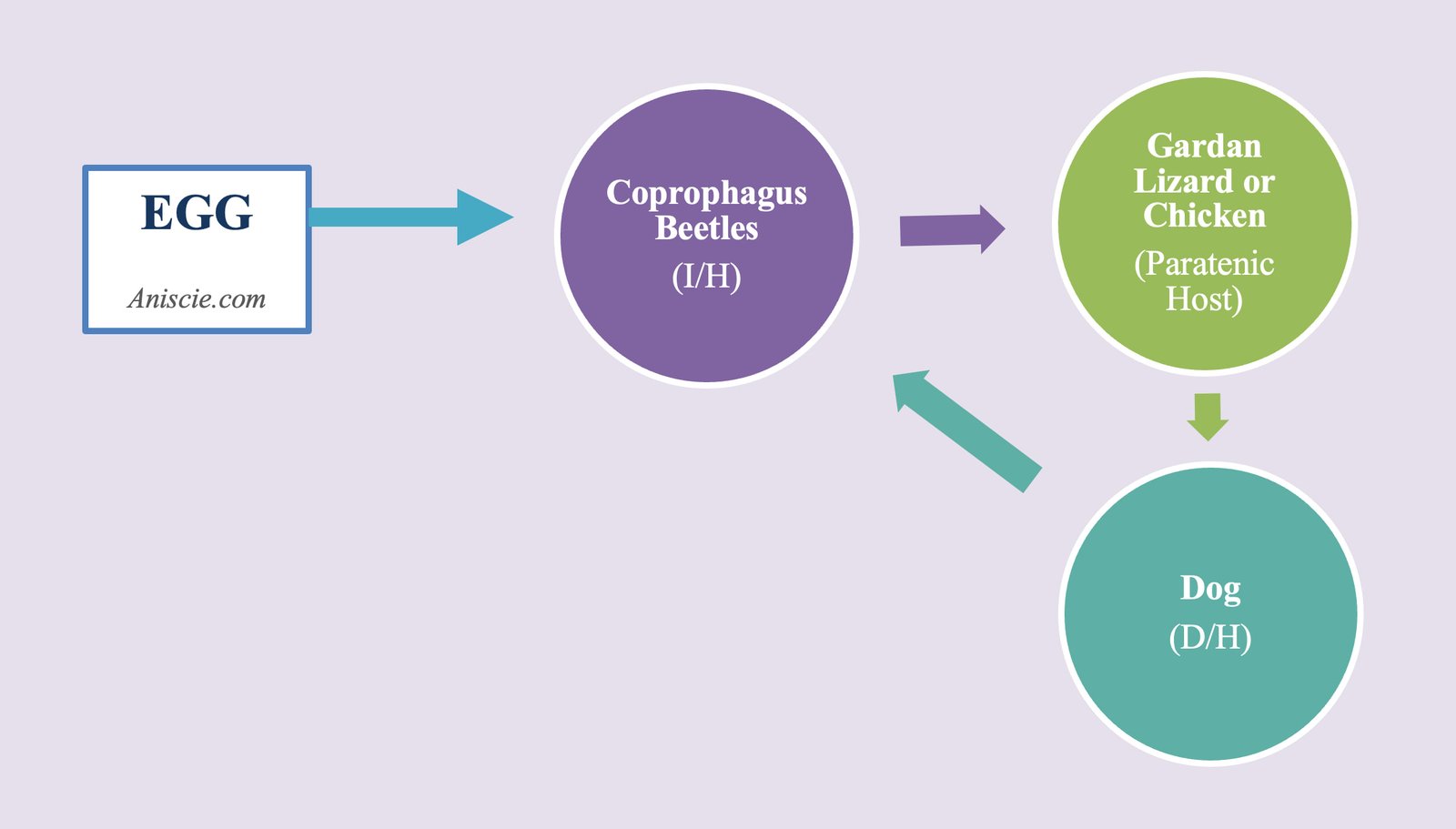 Paratenic Host- Types of Hosts in Veterinary Parasitology