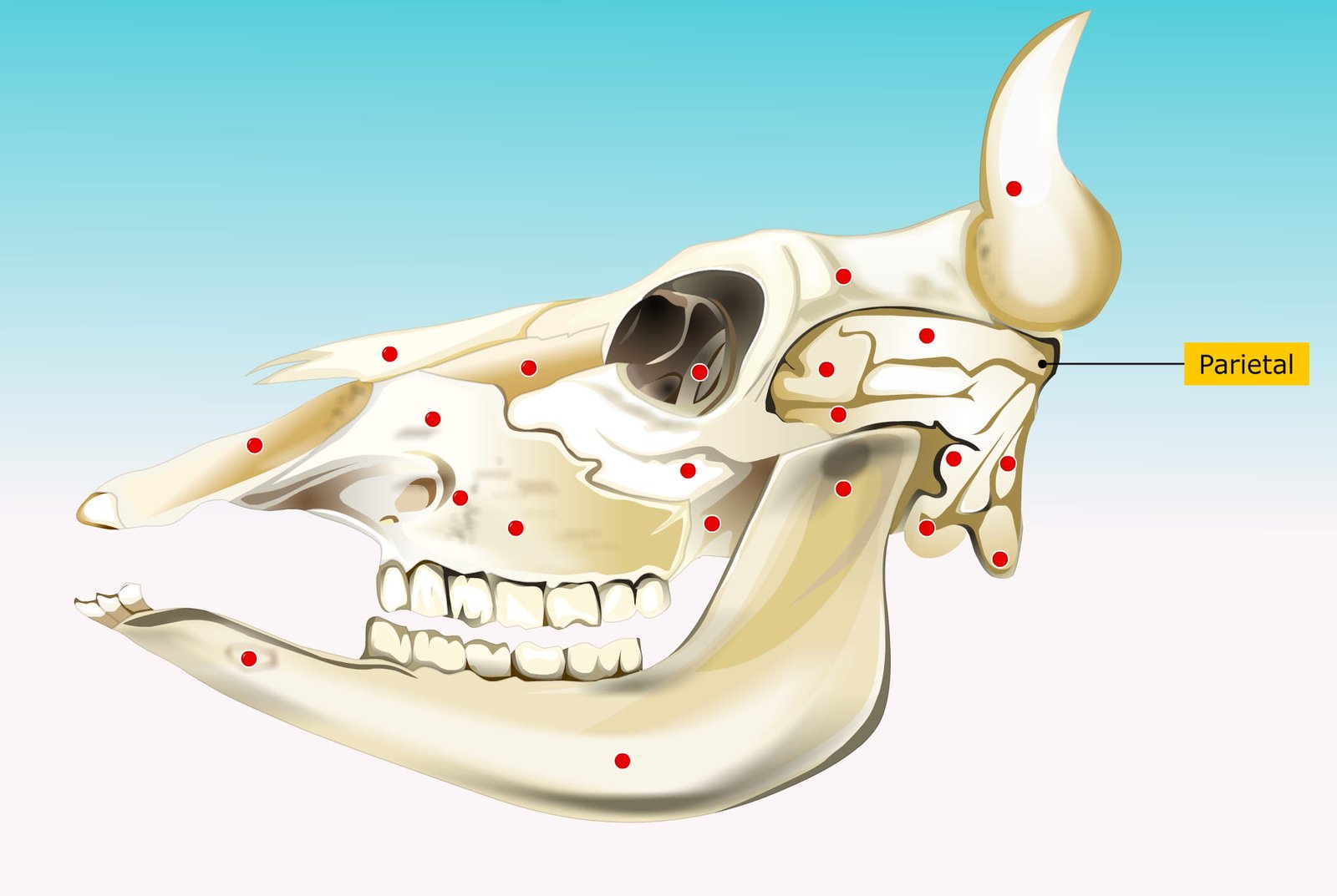 Parietal Bone of Domestic Animals
