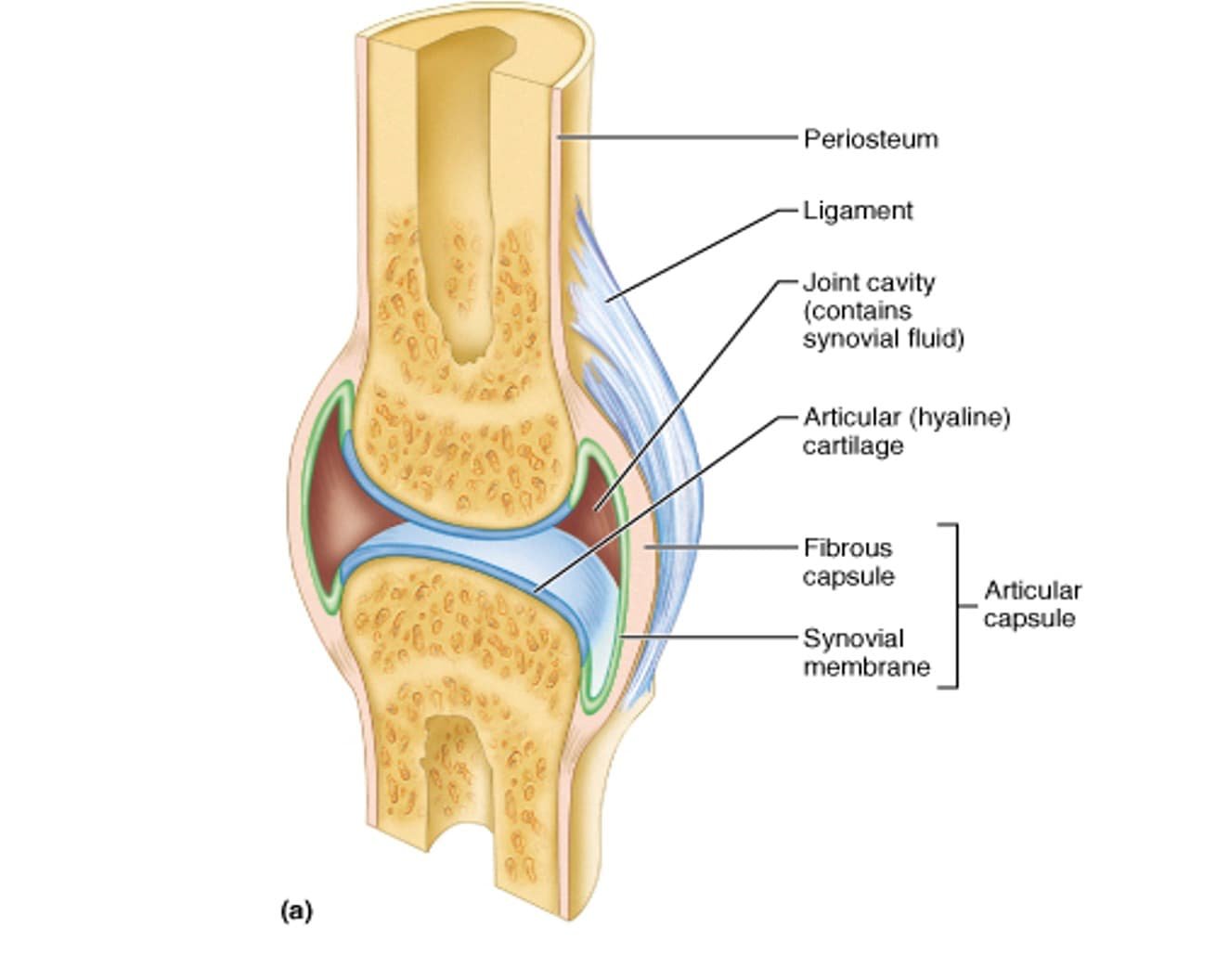 Parts of Joints - Different types of joint disorders