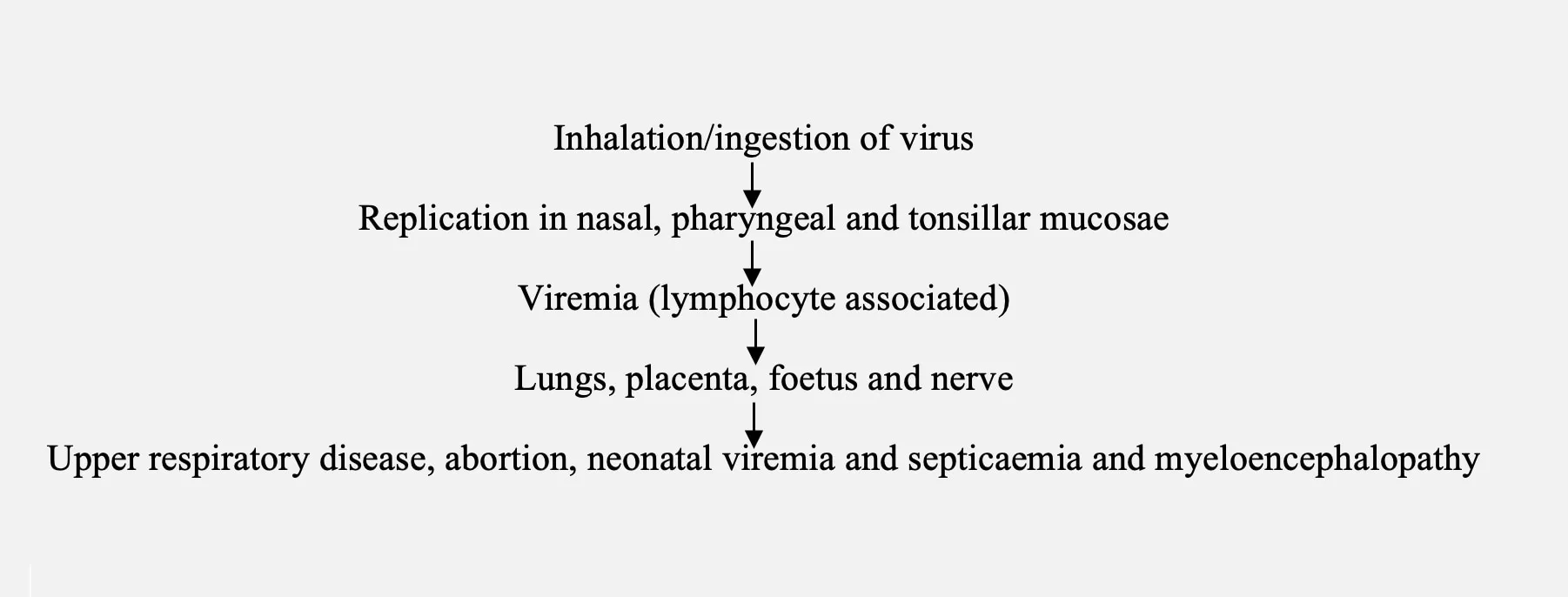 Pathogenesis of Equine Viral Rhinopneumonitis (EVR)