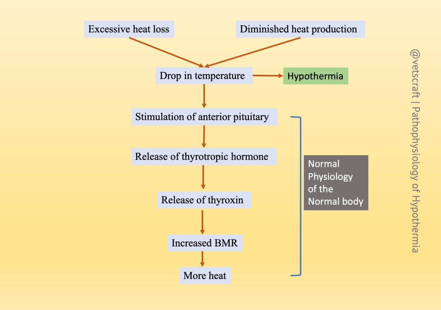 Hypothermia Etiology Clinical Findings Treatment Prognosis