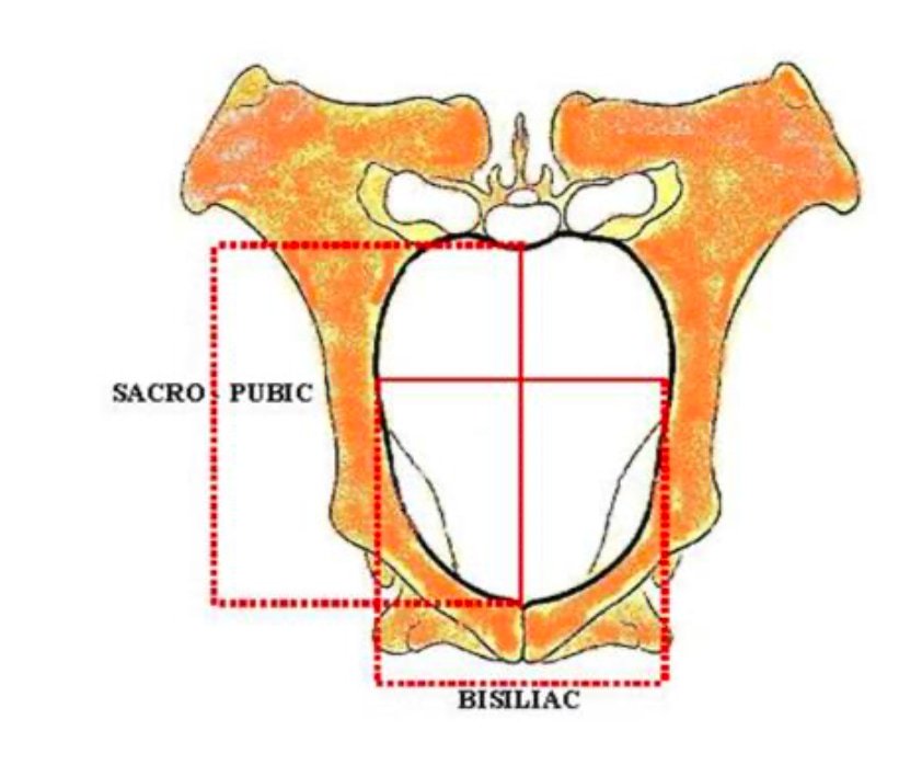 Bony Pelvis of Animals