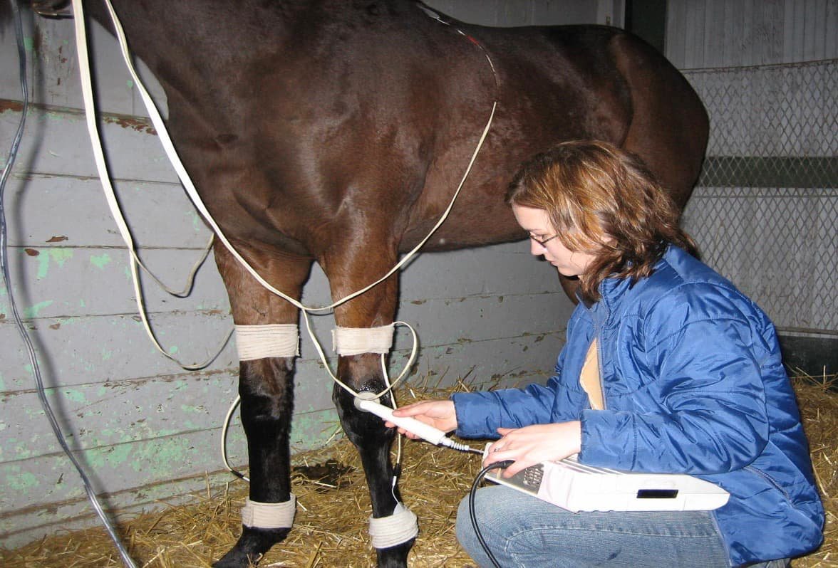 Performing the Physiotherapy for Animals in a horse