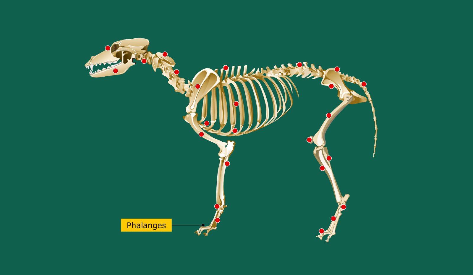 Phalanges of Forelimb in Animal Skeleton
