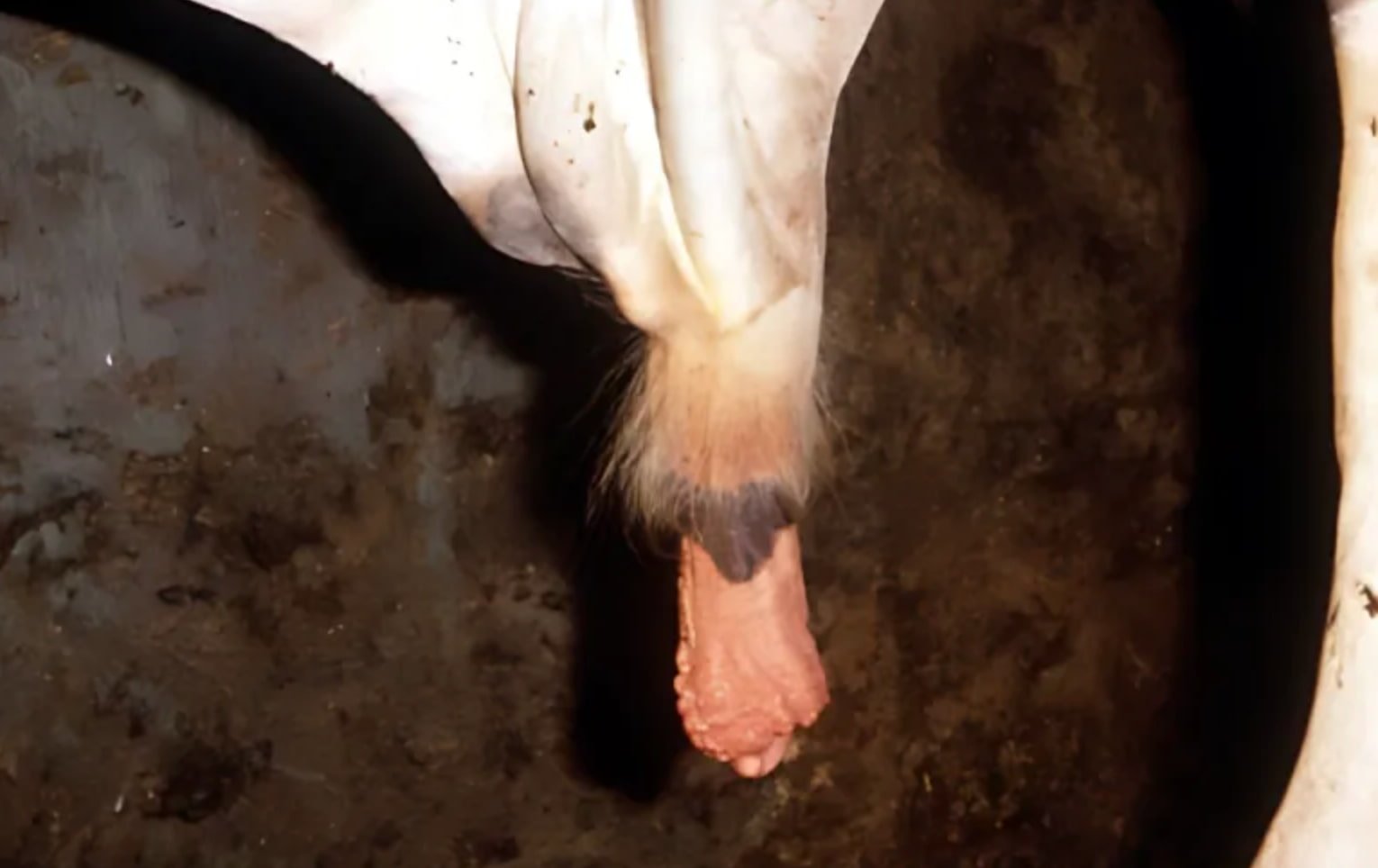 Phimosis in a Bull
