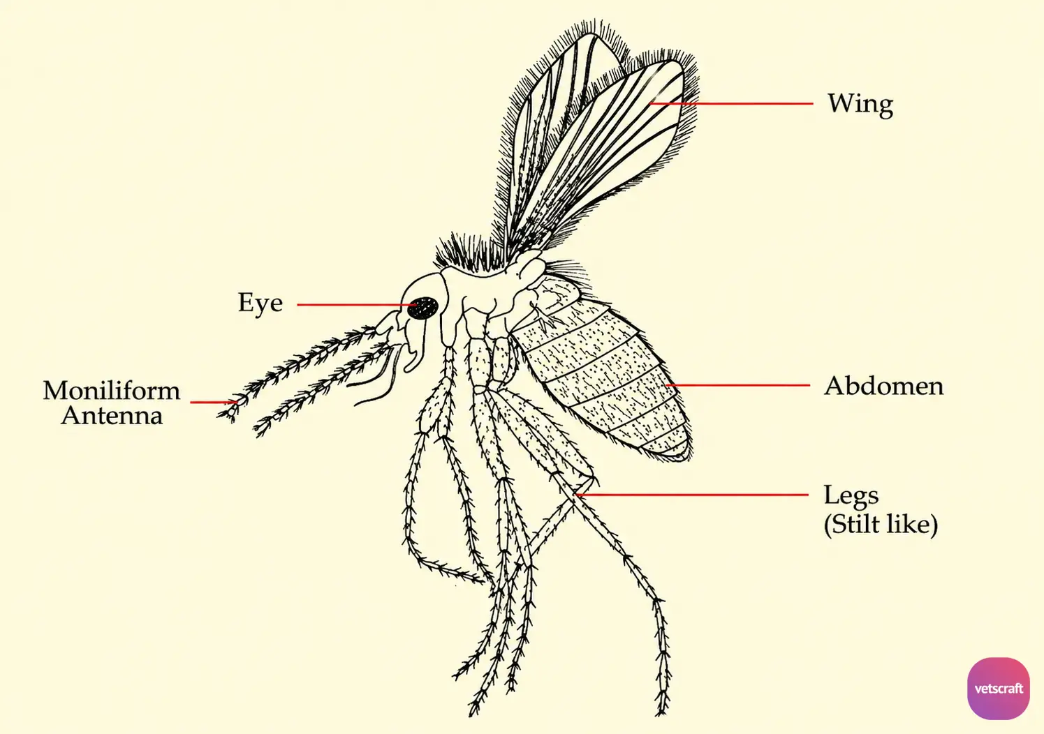 Phlebotomus (Sand Fly)