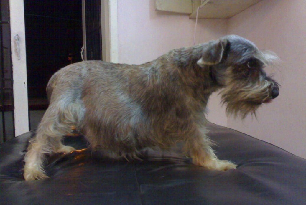 Physical and Reproductive Examination of a Bitch