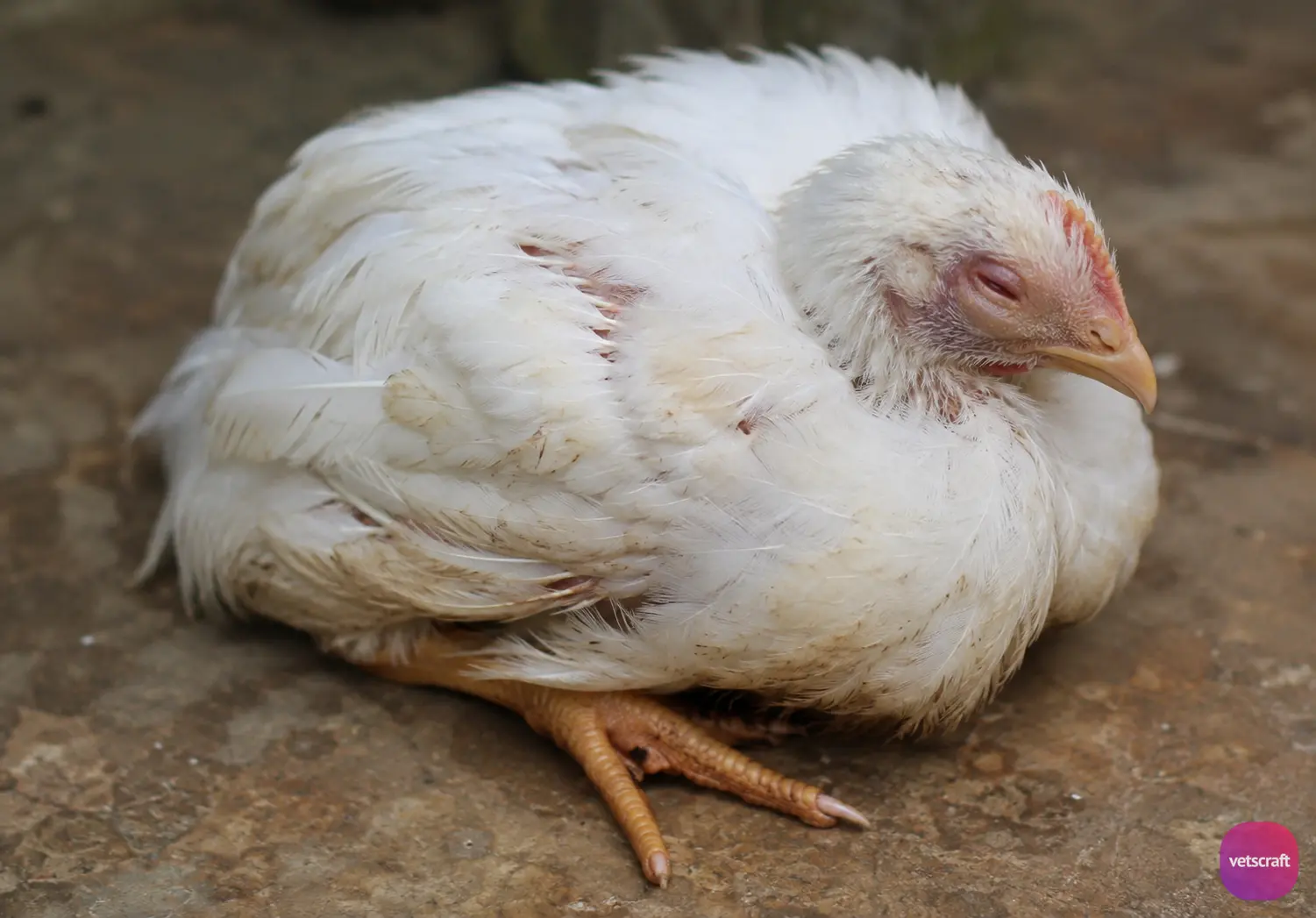 Plasmodium gallinaceum Infection in Birds
