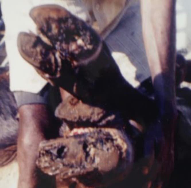 Pododermatitis Circumspecta affected sole in a Bovines (cow and buffaloes)
