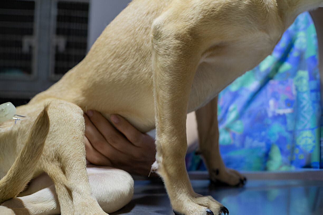 Postpartum Metritis in a Dog