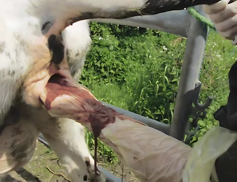 Postpartum Uterine Infection in a Cow