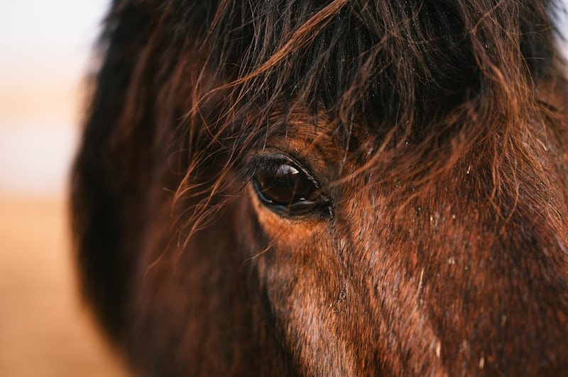 Potency in a Horse