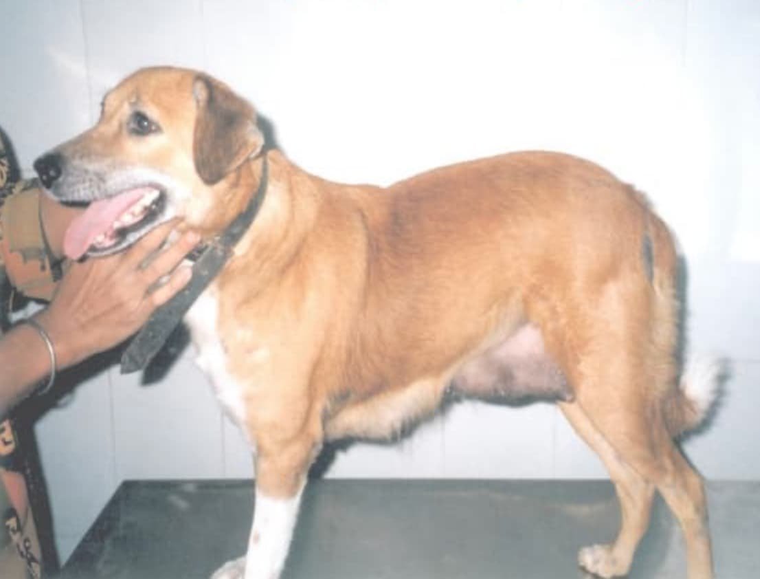 Pregnancy Diagnosis in Female Dogs