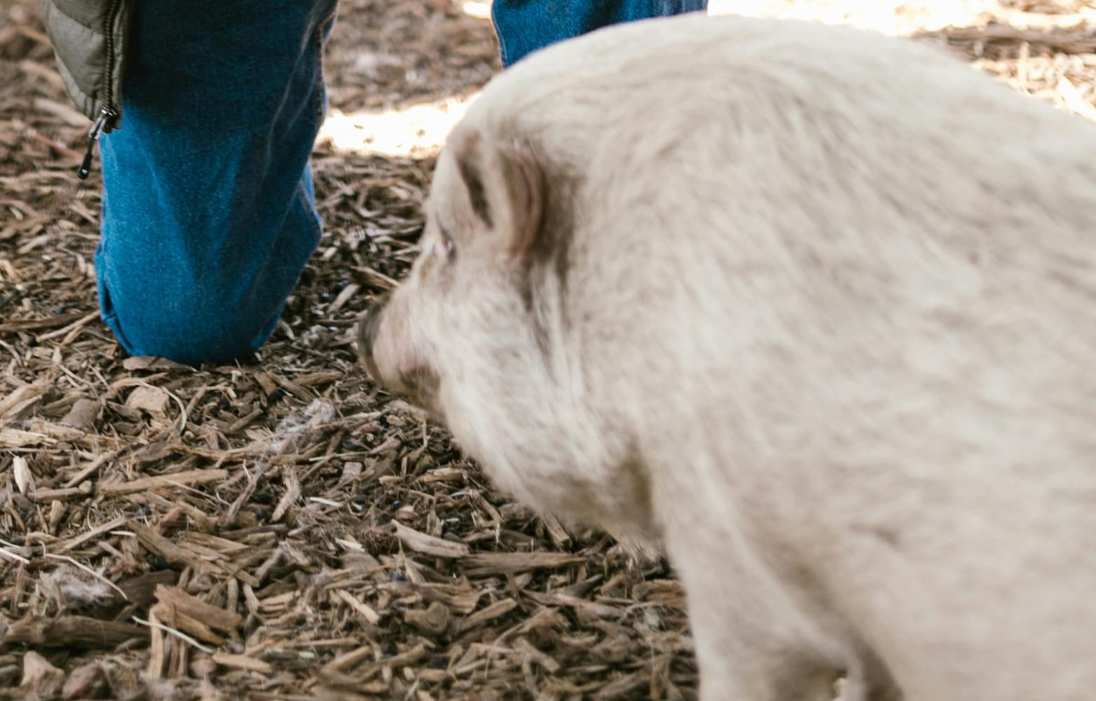 Pregnancy Diagnosis in Sows (Female Pigs)