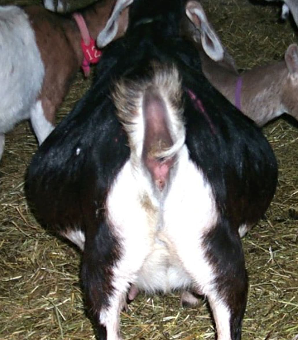 Pregnancy Diagnosis in a Goat