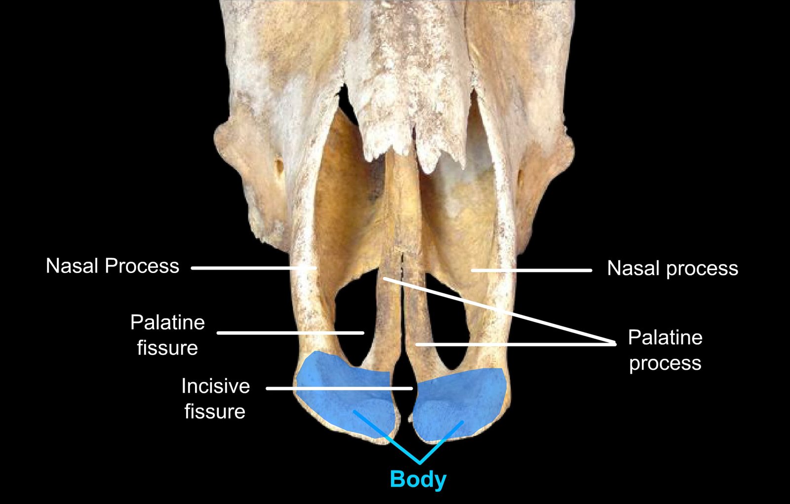 Premaxilla Bone of Ox
