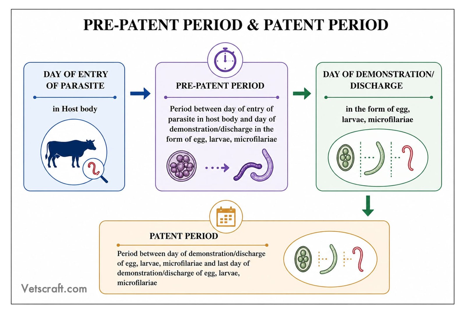 Prepatent Period (Biological Incubation)- Types of Parasitic Infection