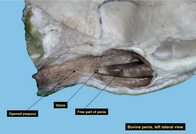Prepuce of a Bull