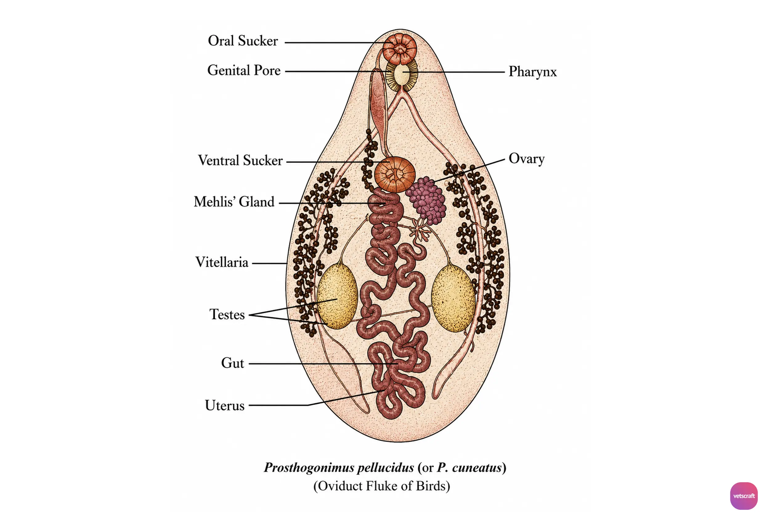 Prosthogonimus pellucidus (Oviduct Fluke of Poultry)