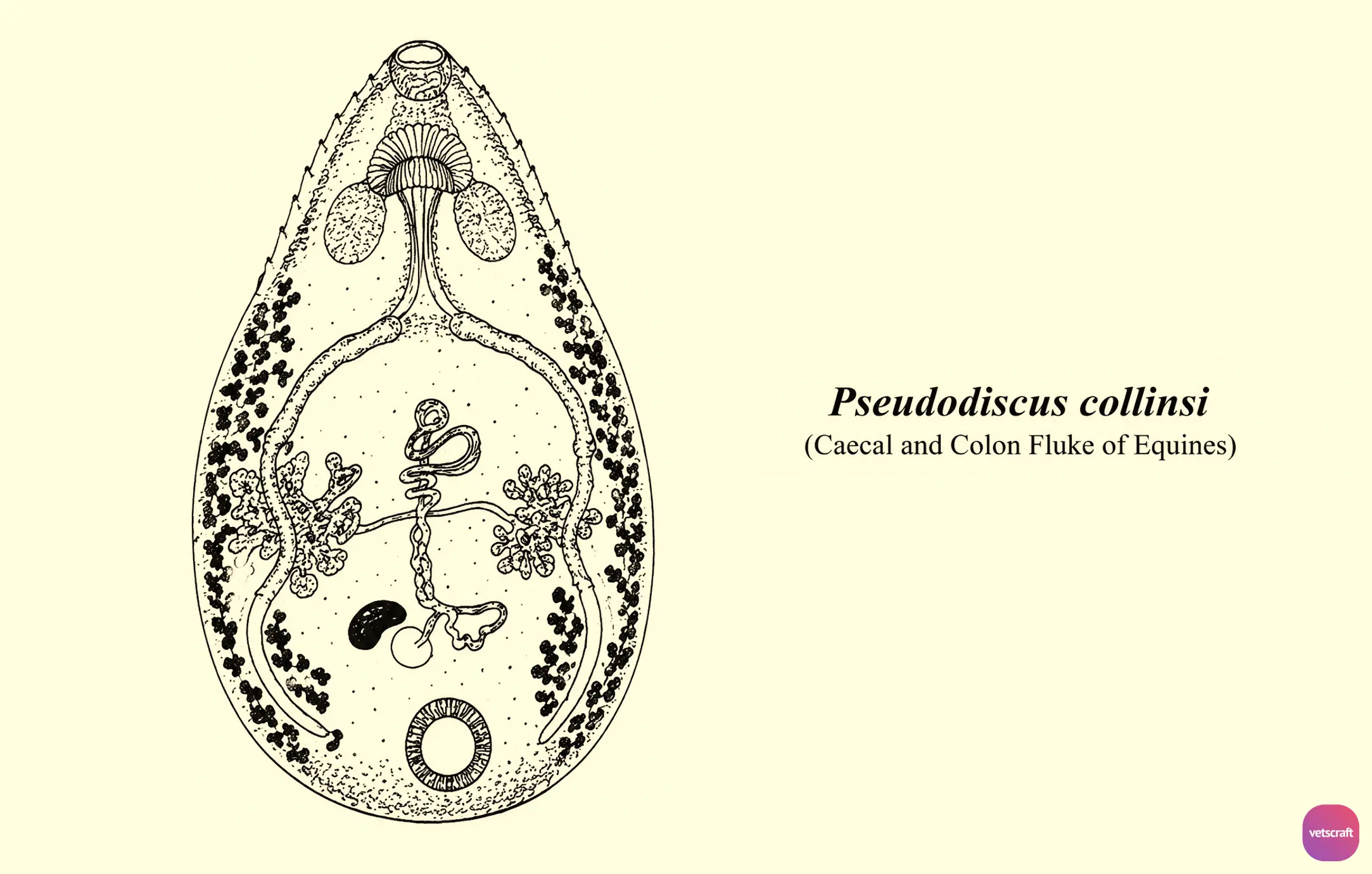 Pseudodiscus collinsi (Caecal and Colon Fluke of Equines)