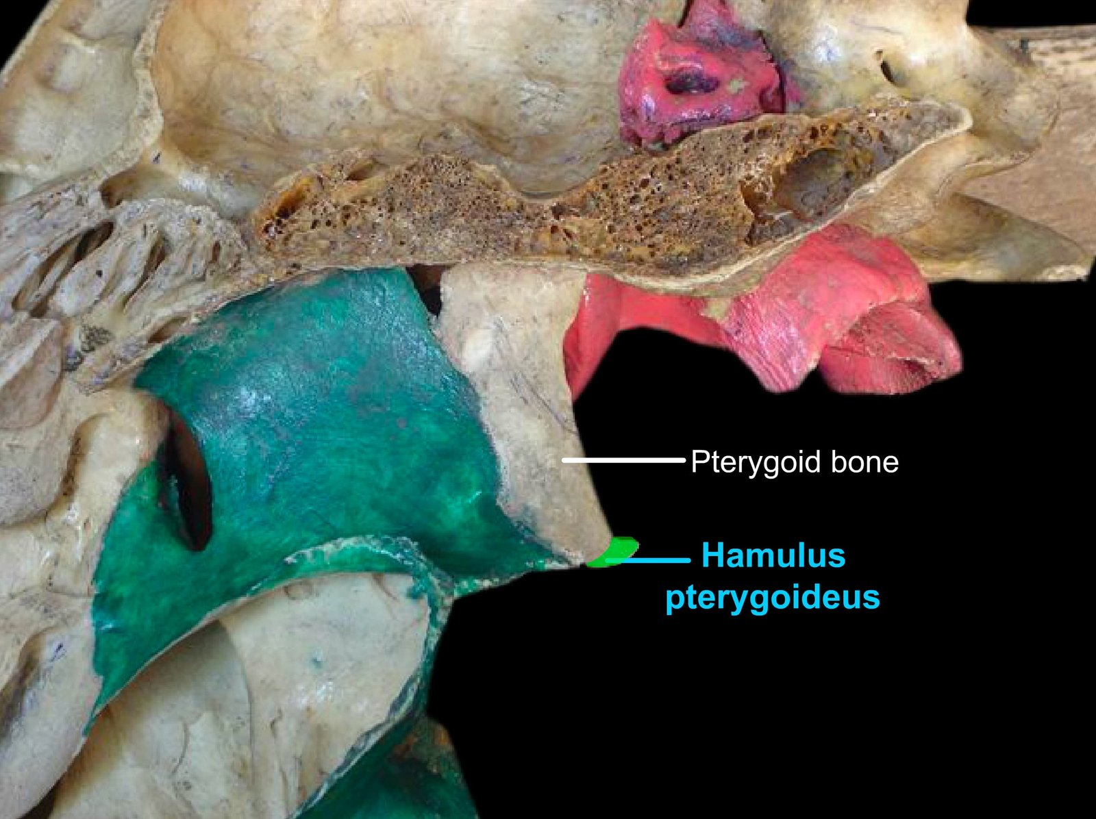 Pterygoid Bone and Hamulus Pterygoideus