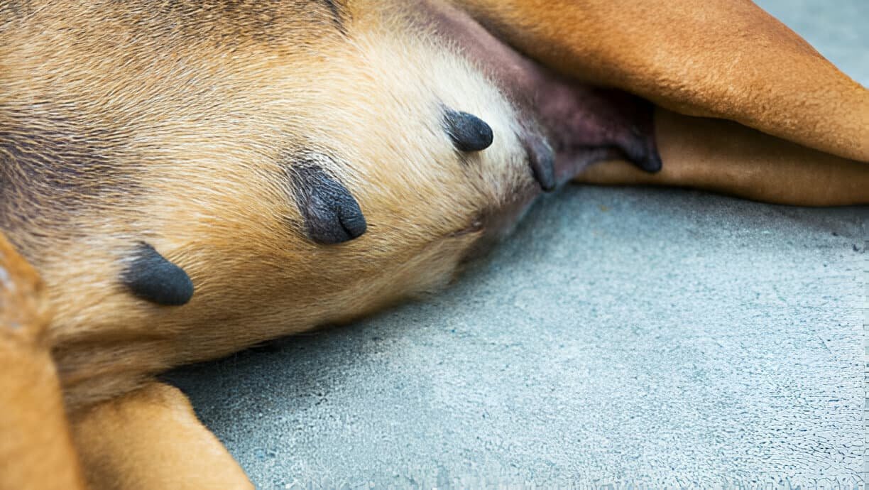Puerperal Tetany (Eclampsia) in a Female Dog