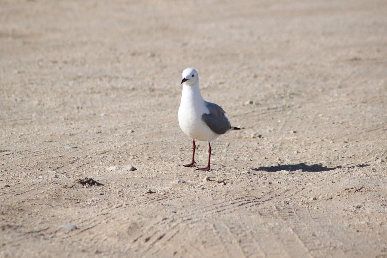 Pullorum Disease (Bacillary White Diarrhoea) in a Bird