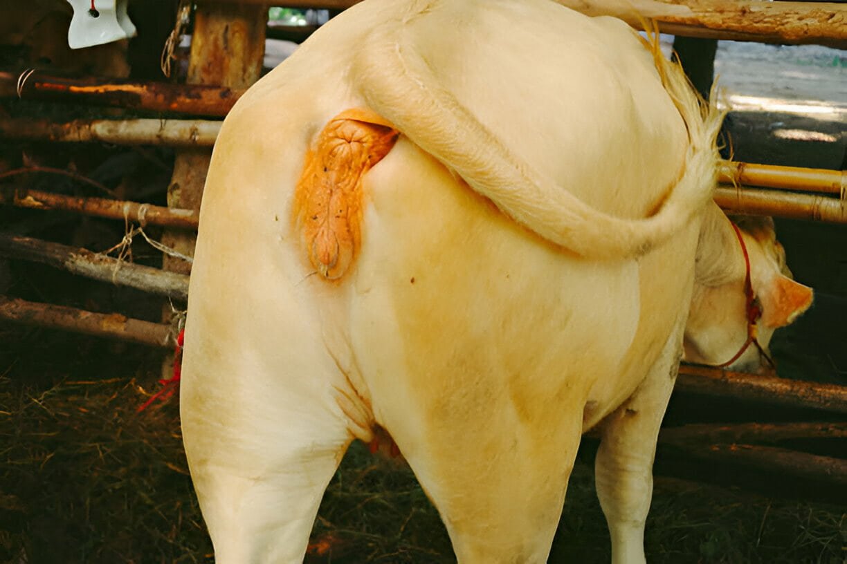 Pyometra in a Cattle