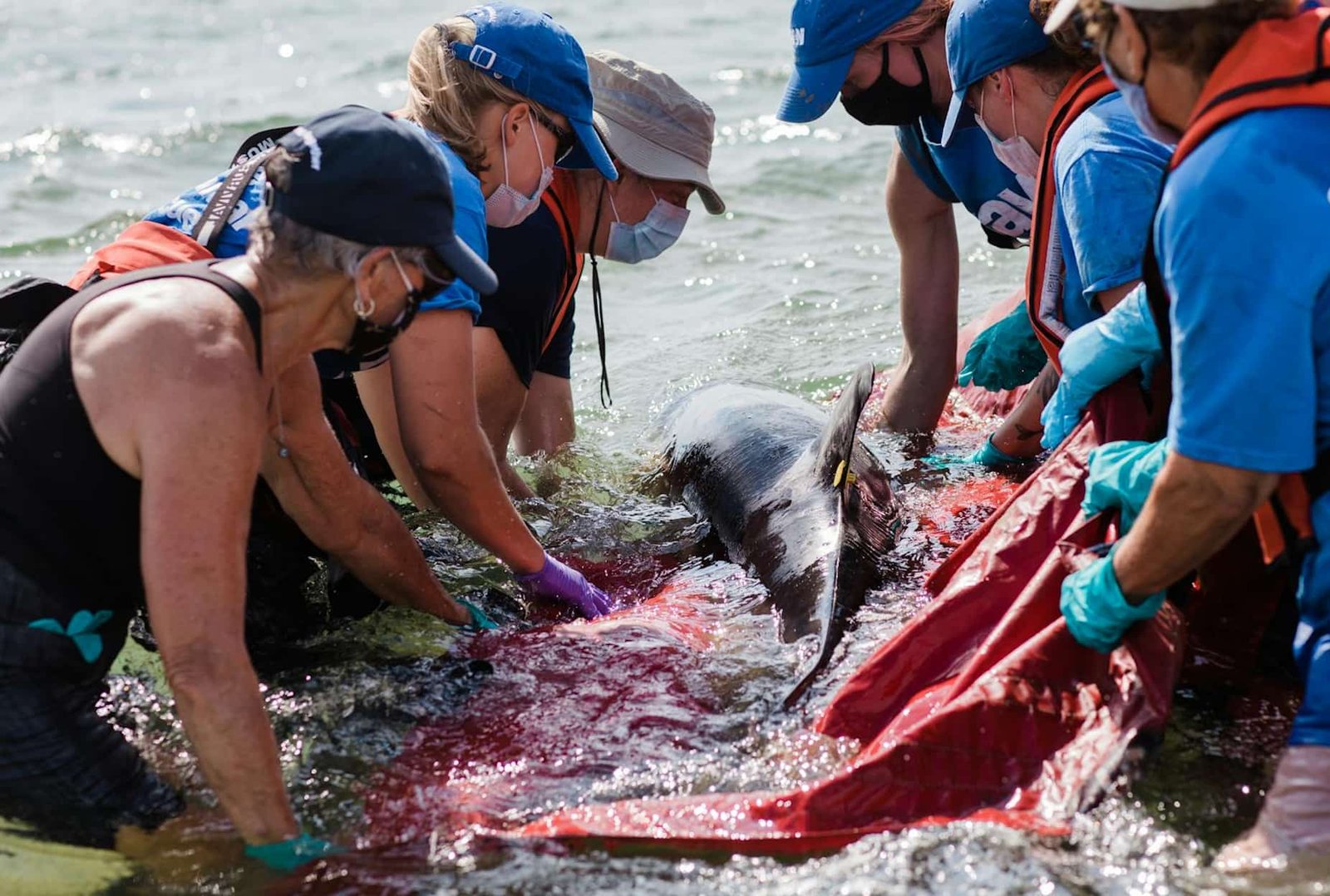 Recording of Veterolegal Evidences