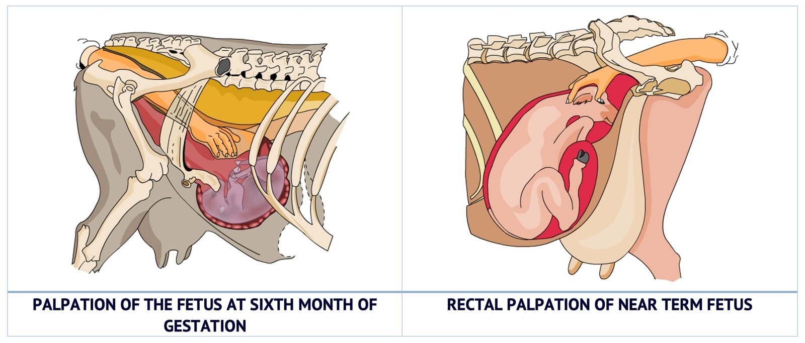 Rectal Palpation in Bovines