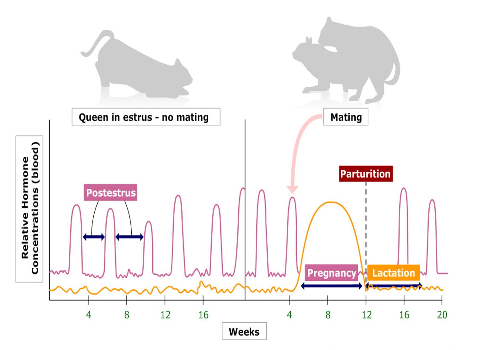 Relative Hormone Concentration Diagram in Blood in Various Phases of Estrous Cycle in Cats