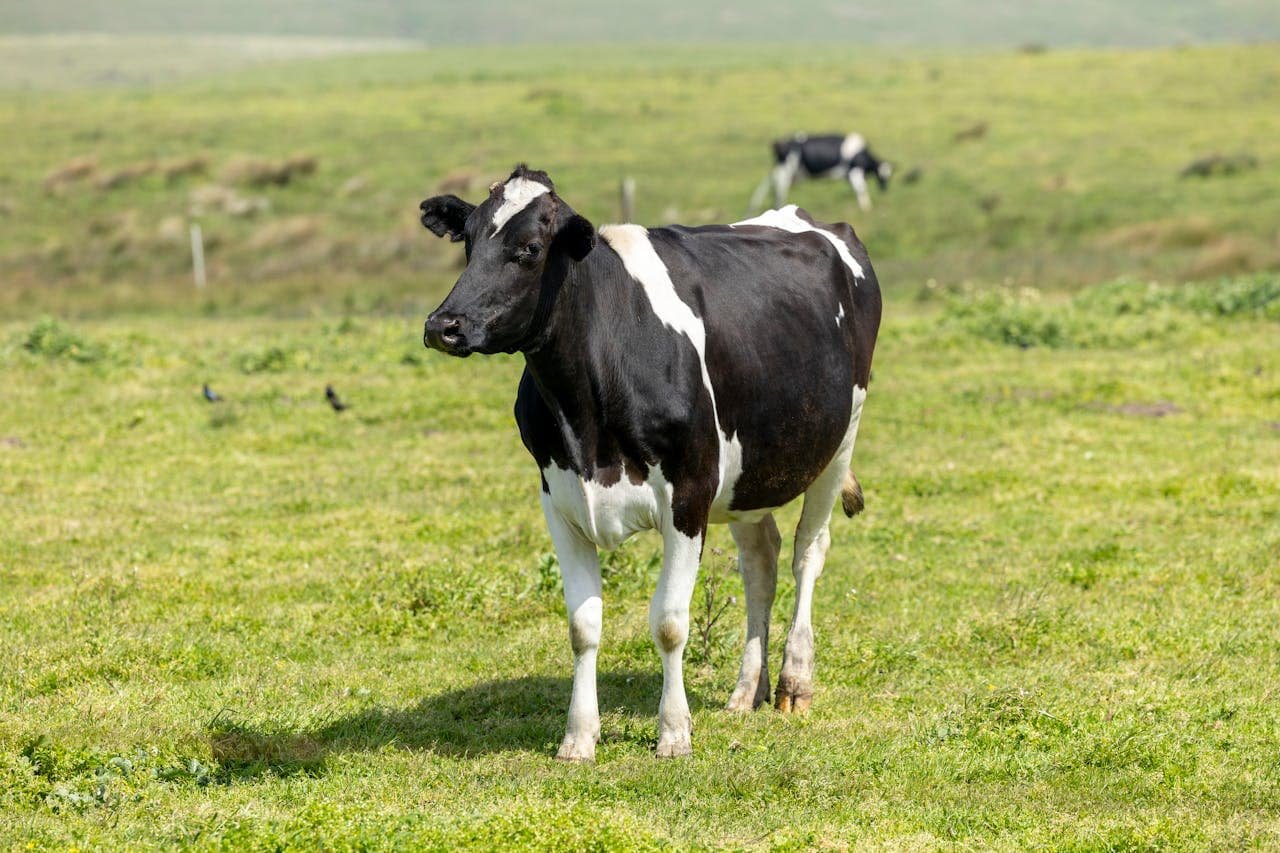 Repeat Breeding Syndrome in a Cow